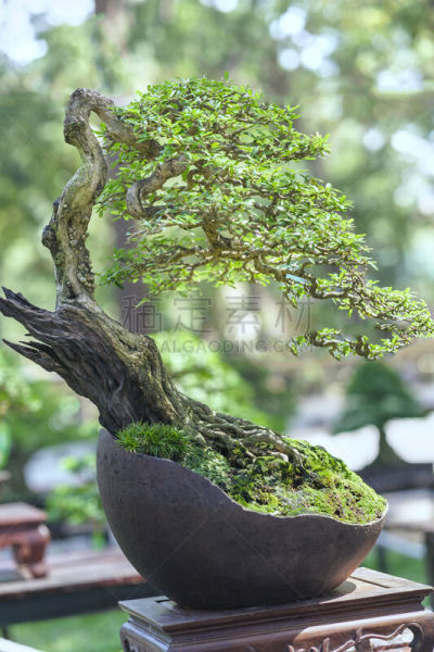 绿色,盆景,植物,锅,垂直画幅,古老的,柏树,刺柏属丛木,松科