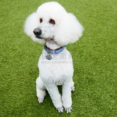 贵宾犬,后院,遛狗师,纯种犬,犬恶丝虫,肖像,受过训练的狗,狗,个人卫生用品,驯狗员