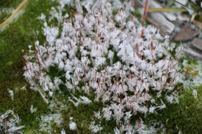 苔藓,混凝土,雪花,深情的,绿色,动物毛,块状,白色,沙子,雪