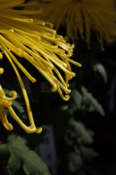 黄色,菊花,大特写,轻的,传统,清新,仅一朵花,枝繁叶茂,细的,自然美