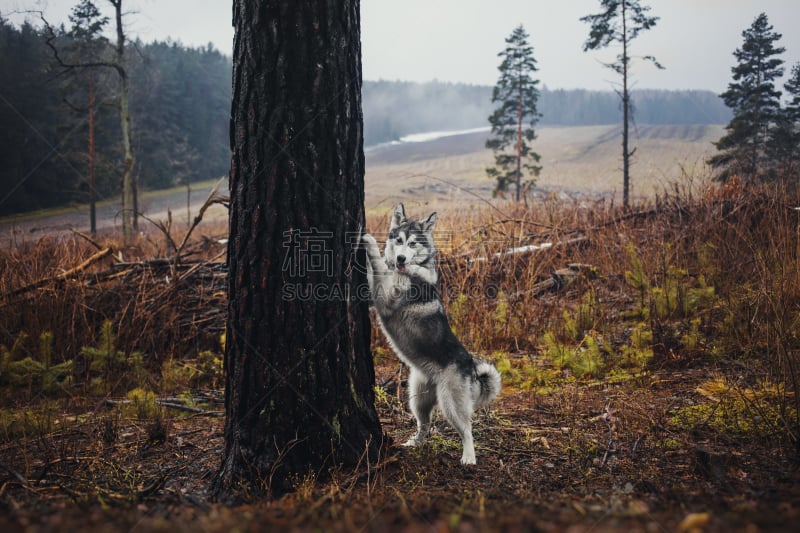 阿拉斯加雪橇犬,森林,狼,爱斯基摩犬,雪橇犬,莱卡犬,猎犬,自然,水平画幅,秋天