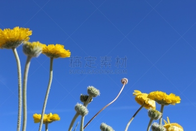 二十九棵棕榈,选择对焦,搅拌机,国境线,活力,浪漫,花的组成部分,沙漠,户外,诗人