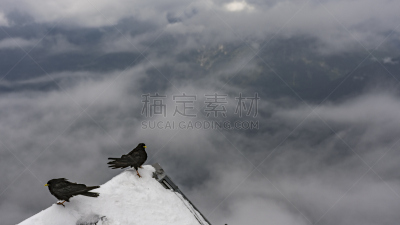 山,云,前面,大乌鸦,水平画幅,雪,鸟类,动物身体部位,户外,翅膀