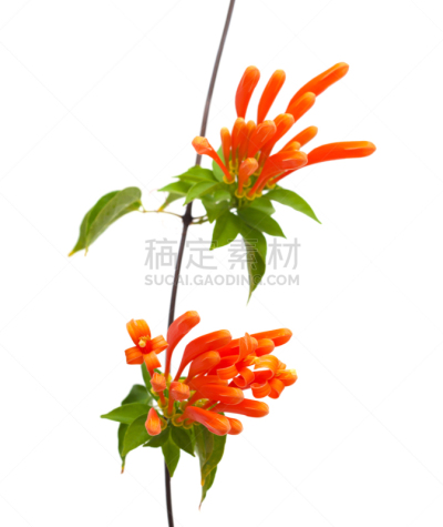 橙色,小号,凌霄花,紫薇科树,垂直画幅,气候,无人,色彩鲜艳,花序,白色背景