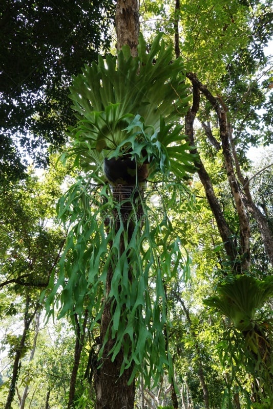 悬挂的,鹿角蕨,垂直画幅,枝繁叶茂,无人,巨大的,热带雨林,异国情调,生物学,泰国