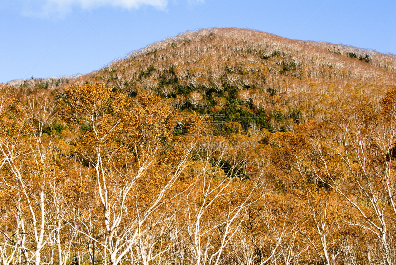 秋天,日本,北海道,黑云杉,水平画幅,绿色,橙色,地形,无人,户外