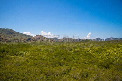 红树,公园,绿色,地形,看风景,森林,巴蜀,红树林,天空,美