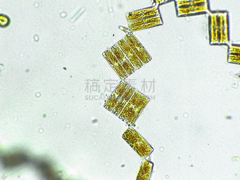 放大效果,在下面,生物燃料,显微镜,科学实验,生物课,细胞,池塘,细胞核,硅藻属