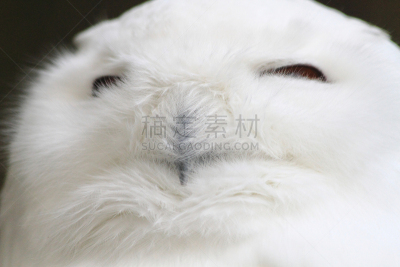 猫头鹰,巨大的,白色,自然,黄色,智慧,野生动物,图像,雪,美
