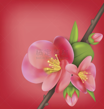 皱皮木瓜,茶花,枝,温柏,花蕾,华丽的,请柬,贺卡,一个物体,浪漫