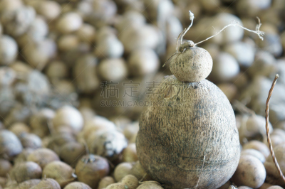 山药,里奇点灯塔,腰部以下,花鳞茎,有蔓植物,水平画幅,户外,泰国,花束,植物