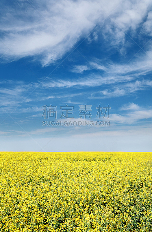 农业,油菜花,垂直画幅,天空,无人,户外,云景,仅一朵花,农作物,白色