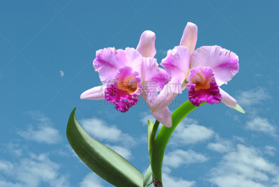 洋兰,兰花,单子叶植物,自然,天空,水平画幅,无人,园艺,蓝色,月亮
