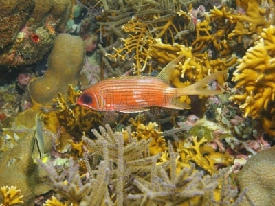 水下,热带鱼,longspine squirrelfish,在下面,水,水平画幅,无人,野外动物,拉丁美洲,礁石
