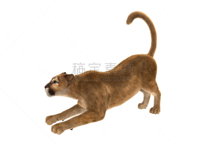 白色,三维图形,大型猫科动物,彪马,自然,野生猫科动物,猎人,野生动物,毛皮,水平画幅