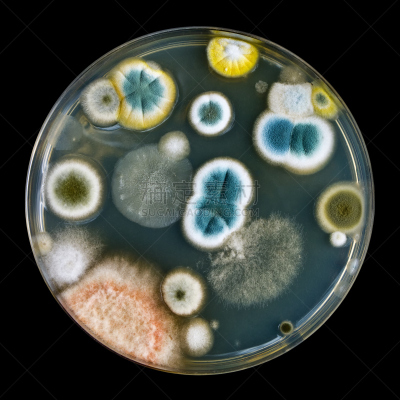 皮氏培养皿,霉菌,酵母,微生物学,无人,青霉菌,真菌学,科学,背景分离,方形画幅