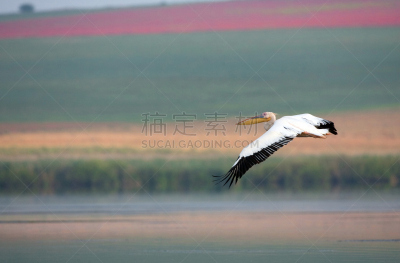 美洲白鹈鹕,自然,野生动物,颈,旅游目的地,水平画幅,罗马尼亚,侧面像,欧洲,鸟类