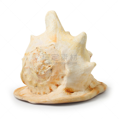 贝壳,留白,海滩,无人,旅途,热,热带气候,印度洋,动物,海鱼