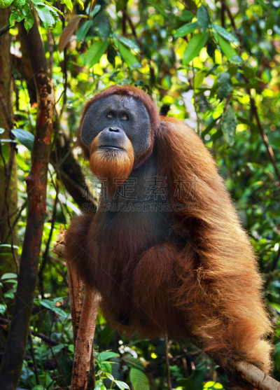 gunung leuser national park,猩猩,热带雨林,雄性动物,苏门答腊岛,武吉拉旺,苏门答腊印度尼西亚,垂直画幅,枝繁叶茂,无人