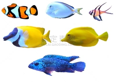 热带鱼,分离着色,水平画幅,橙色,可爱的,无人,热带淡水鱼,蓝色,颊纹鼻鱼,海洋生命