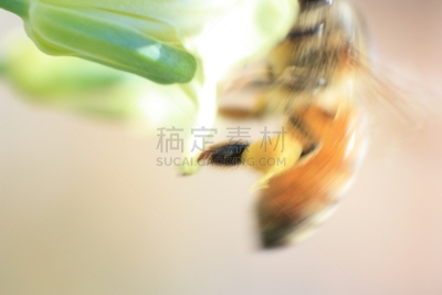 蜜蜂,白色,在活动中,可爱的,环境,橙色,环境保护,大黄蜂,翅膀,禅宗