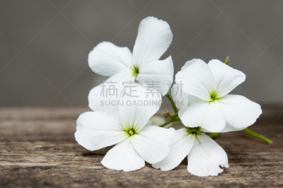 仅一朵花,大特写,白色,灰色,水平画幅,绿色,木制,无人,散焦,特写