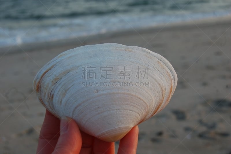 拿着,贝壳,蛤,海滩,巨大的,背景分离,曙暮光,灰色,环境,黄昏