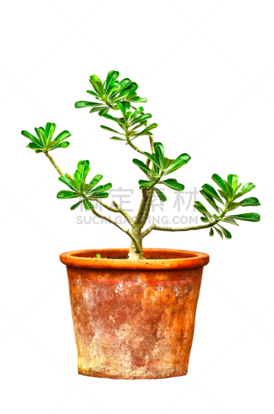 紫薇属的植物,花盆,手艺,垂直画幅,形状,枝繁叶茂,无人,夏天,沙漠玫瑰,生长