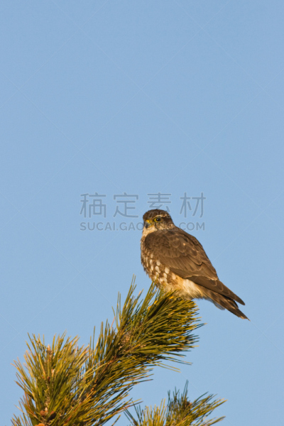 灰背隼,猎鹰,垂直画幅,天空,机敏,留白,褐色,食肉鸟,无人,鸟类