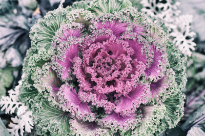 雪,羽衣甘蓝,植物,甘蓝,华丽的,紫色,粉色,花朵,单色图片,招手