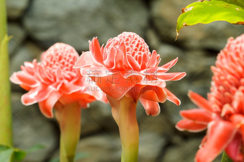 大丽花属,水平画幅,生态旅游,生姜,抗氧化物,仅一朵花,百合花,红色,瓷器,2015年