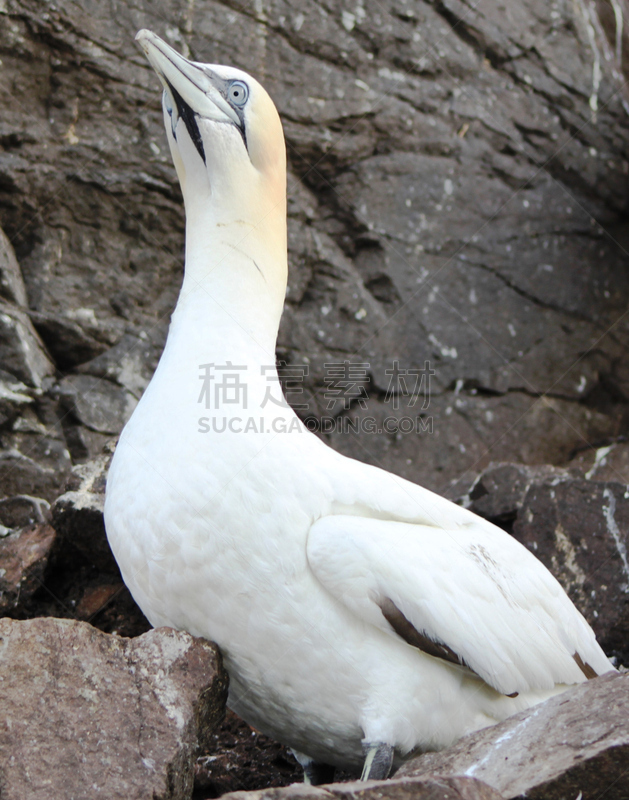 鲣鸟,垂直画幅,岩石,无人,2015年,鸟类,苏格兰,贝里克 北部,巴斯岩石,摄影