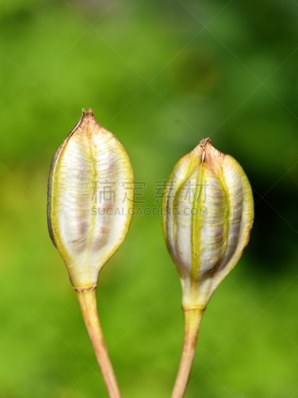 郁金香,胶囊,种子,自然,垂直画幅,褐色,绿色,水果,无人,健康保健