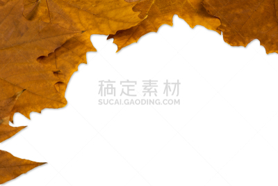 Autumn leaves of maple isolated on white background with space for text