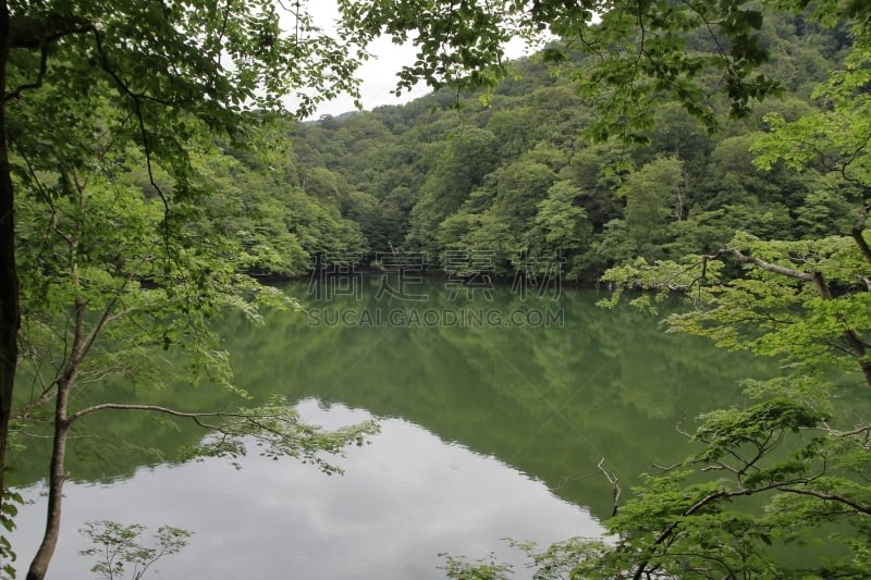 白神山地,日本,青森县,池塘,天空,水平画幅,无人,户外,湖,树林