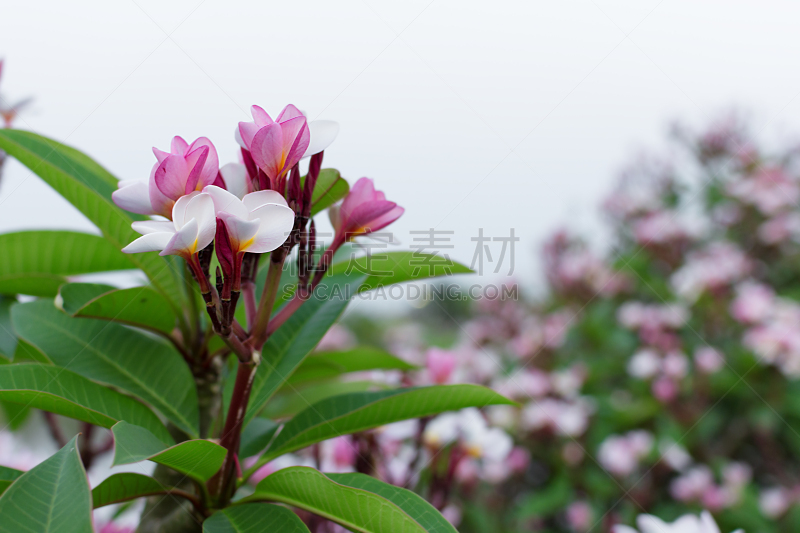 赤素馨花,天空,蓝色,粉色,背景,开花时间间隔,美,水平画幅,无人,spa美容