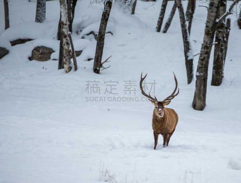 雪,驼鹿,地形,国内著名景点,野生动物,环境,雄性动物,公园,加拿大,哺乳纲