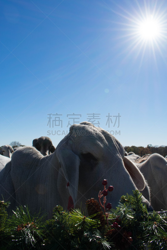 特写,母牛,大梵天,垂直画幅,美,褐色,动物身体部位,婆罗门圣牛,户外,草
