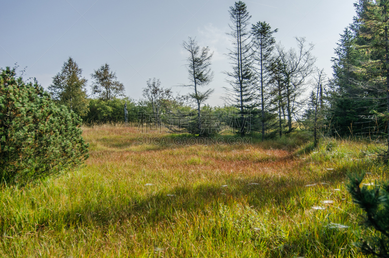 水,萨克森,停泊的,旷野,摩尔人风格,石南花,水平画幅,无人,沼泽,peat bog