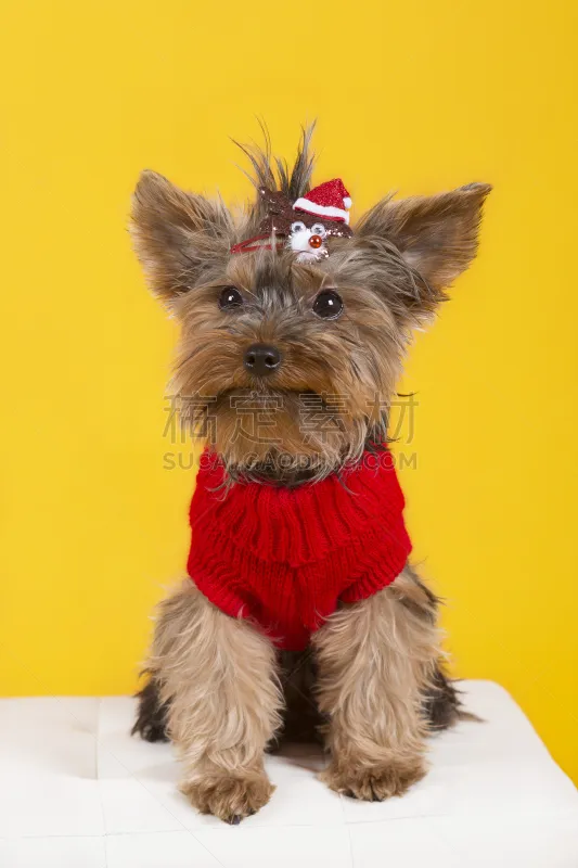 衣服 约克郡犬 狗外套 宠物服装 黄色背景 可爱的 毛衣 纯种犬 梗犬 背景分离图片素材下载 稿定素材