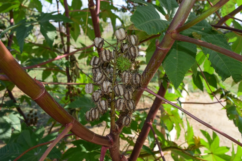 卡斯托尔,种子,茎,蓖麻,营养阶段,豆荚,褐色,水平画幅,荆棘,尖利