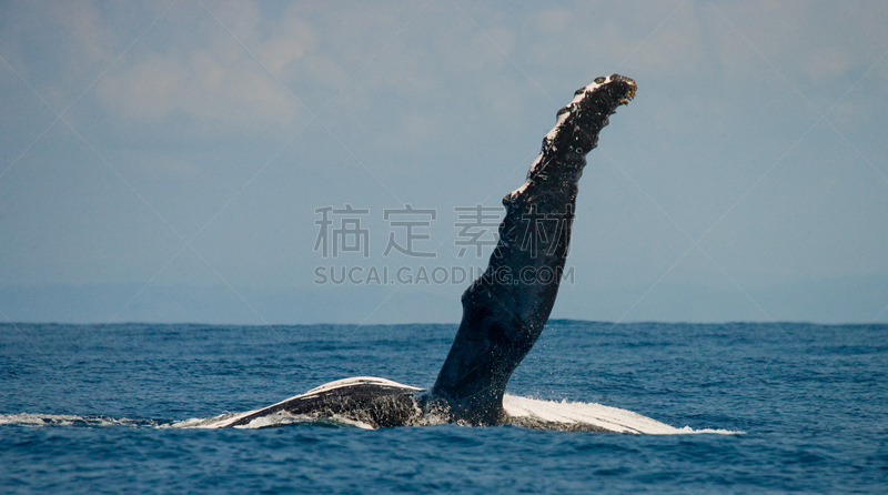 座头鲸,鳍,长须鲸,上下跳动,海床,水平画幅,无人,动物学,马达加斯加,生物学