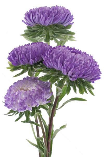 紫苑,瓷器,垂直画幅,无人,特写,花束,白色,荧光灯,植物,一年生植物