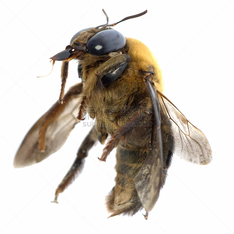 蜜蜂 昆虫 自然 垂直画幅 白色背景 动物身体部位 翅膀 背景分离 特写 影棚拍摄图片素材下载 稿定素材