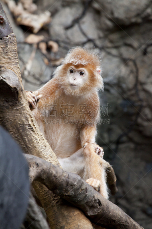 ebony langur,动物视网膜,叶猴,动物手,垂直画幅,智慧,动物身体部位,野外动物,哺乳纲,彩色图片