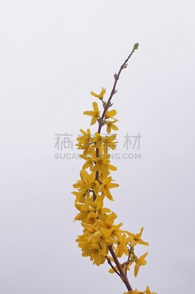 连翘属植物,自然界的状态,春天,园林,木樨科,绿橄榄,植物,户外,意大利,开花植物