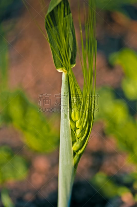 小麦,谷类,谷类食品,垂直画幅,户外,单子叶植物,印度,田地,鸭跖草类植物,草类