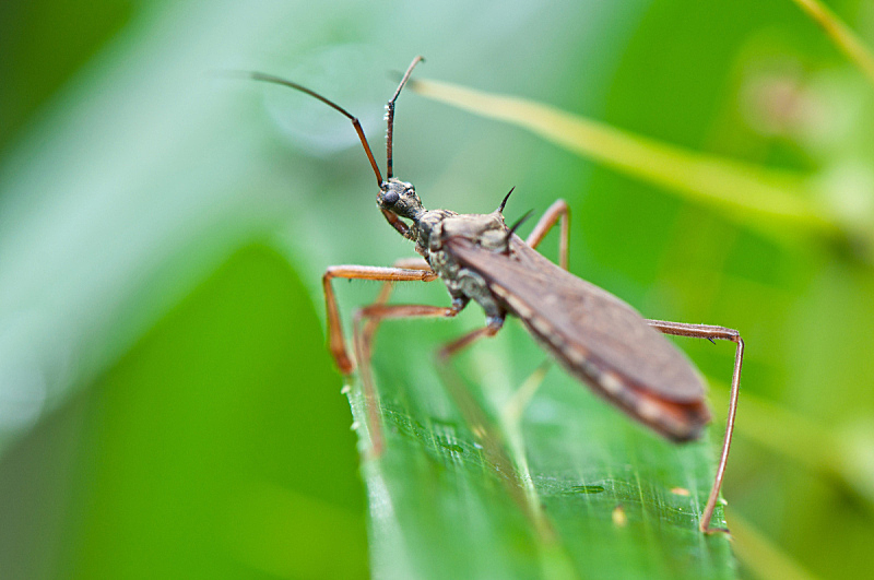昆虫 自然 褐色 野生动物 水平画幅 绿色 动物身体部位 翅膀 特写 植物图片素材下载 稿定素材