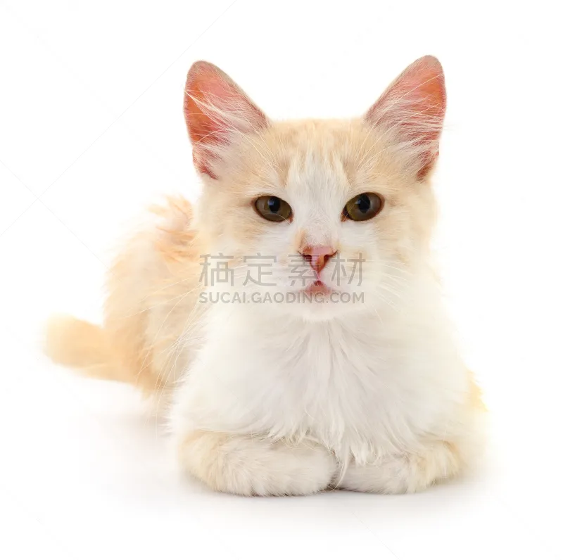 小的 褐色 小猫 可爱的 宠物 条纹 背景分离 好奇心 图像 猫图片素材下载 稿定素材 小的 褐色 小猫 可爱的 宠物 条纹 背景分离 好奇心 图像 猫图片素材下载 稿定素材