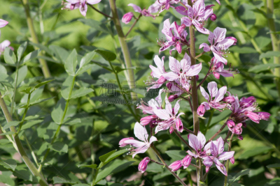 菜园,粉色,白藓皮,白藓属,芸香科,美,水平画幅,夏天,户外,特写